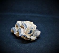 Equus complicatus horse tooth