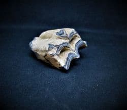 Equus complicatus horse tooth