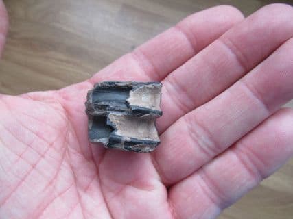 Equus complicatus horse tooth