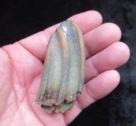 Equus hemionus hydruntinus RARE Wild Ass tooth