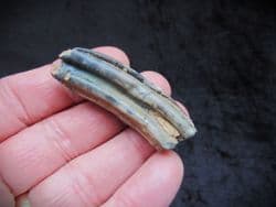 Equus hemionus hydruntinus  Wild Ass tooth