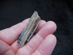 Equus hemionus hydruntinus  Wild Ass tooth