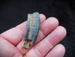 Equus hemionus hydruntinus  Wild Ass tooth