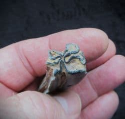 Equus hemionus hydruntinus  Wild Ass tooth