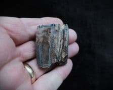 Equus hemionus hydruntinus  Wild Ass tooth