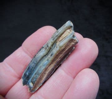Equus hemionus hydruntinus Wild Ass tooth