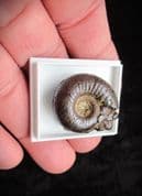 Erycites intermedius (Hantken in Prinz 1904)