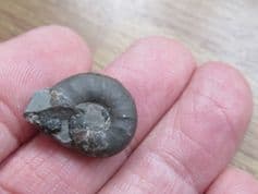 Euagassiceras transformatum rare Ammonite