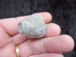 Eucalyptocrinus from Indiana