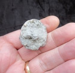 Eucalyptocrinus from Indiana
