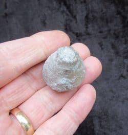 Eucalyptocrinus from Indiana