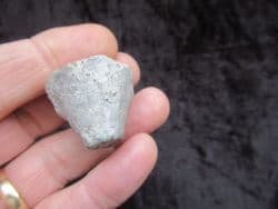 Eucalyptocrinus from Indiana