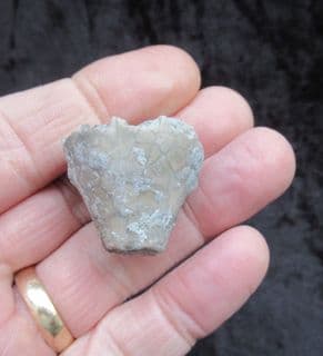 Eucalyptocrinus from Indiana