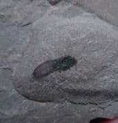 Eugnamptus  Decemsatus  Snout beetle!