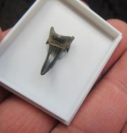 Eugomphodus hopei (Agassiz 1843)
