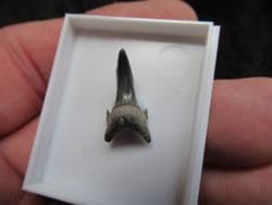Eugomphodus hopei (Agassiz 1843)