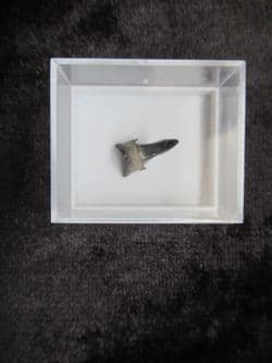 Eugomphodus hopei (Agassiz 1843)