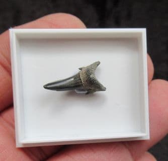Eugomphodus hopei (Agassiz 1843)
