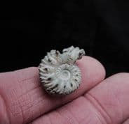 Euhoplites truncatus from Folkestone