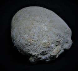 Eupatagus antillarum from Florida