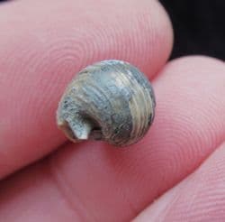 Euphemites blaneuanus Carboniferous sea Snail