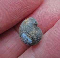 Euphemites blaneuanus Carboniferous sea Snail