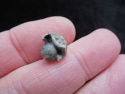 Euphemites blaneuanus Carboniferous sea Snail