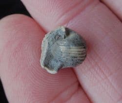 Euphemites blaneuanus Carboniferous sea Snail