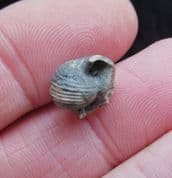 Euphemites blaneuanus Carboniferous sea Snail