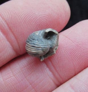 Euphemites blaneuanus Carboniferous sea Snail