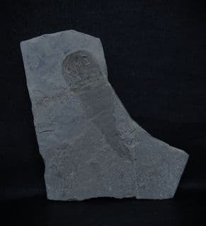 Eurypterid from Ukraine