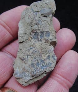 Eusphenopteris obtusiloba from West Virginina