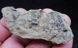 Eusphenopteris obtusiloba from West Virginina