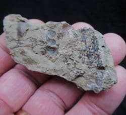 Eusphenopteris obtusiloba from West Virginina