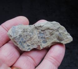 Eusphenopteris obtusiloba from West Virginina