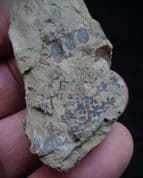 Eusphenopteris obtusiloba from West Virginina