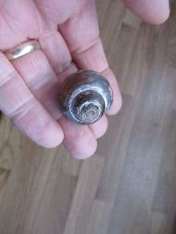 Euspira species large gastropod