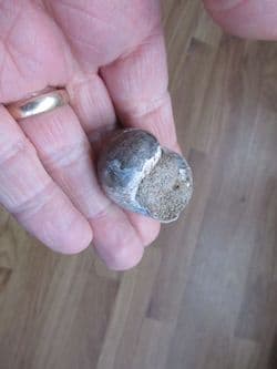 Euspira species large gastropod
