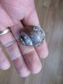 Euspira species large gastropod