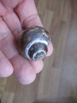 Euspira species large gastropod