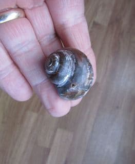 Euspira species large gastropod