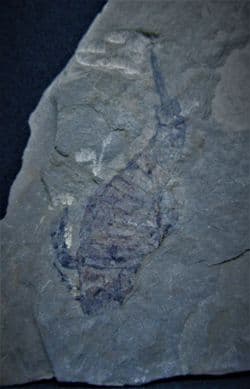 Fantastic  Eurypterid Silurian sea scorpion!