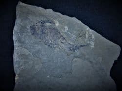 Fantastic  Eurypterid Silurian sea scorpion!