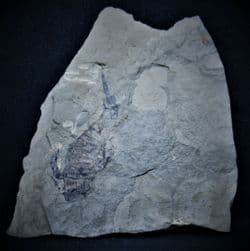 Fantastic  Eurypterid Silurian sea scorpion!