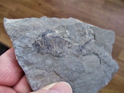 Fantastic  Eurypterid Silurian sea scorpion!