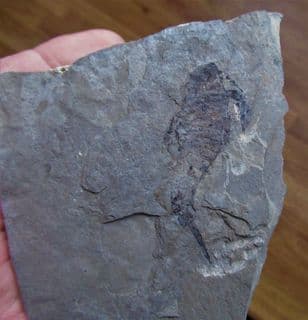 Fantastic  Eurypterid Silurian sea scorpion!