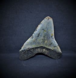 Fantastic Megalodon  tooth