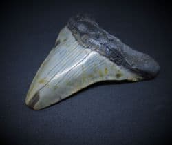 Fantastic Megalodon  tooth