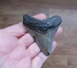 Fantastic Megalodon  tooth