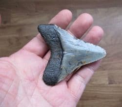 Fantastic Megalodon  tooth